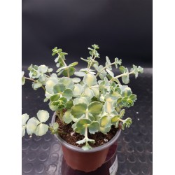 Sedum "sieboldii variegatum "  (special edition )10 