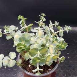 Sedum "sieboldii variegatum "  (special edition )10 
