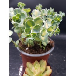 Sedum "sieboldii variegatum "  (special edition )10 