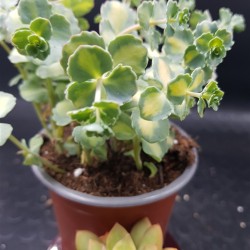 Sedum "sieboldii variegatum "  (special edition )10 