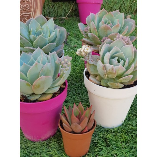 Sedum suaveolens ( special edition ) 10