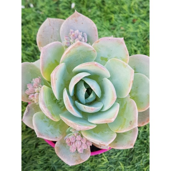 Sedum suaveolens ( special edition ) 10