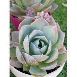 Sedum suaveolens ( special edition ) 10