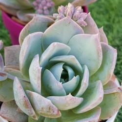 Sedum suaveolens ( special edition ) 10