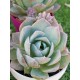 Sedum suaveolens ( special edition ) 10