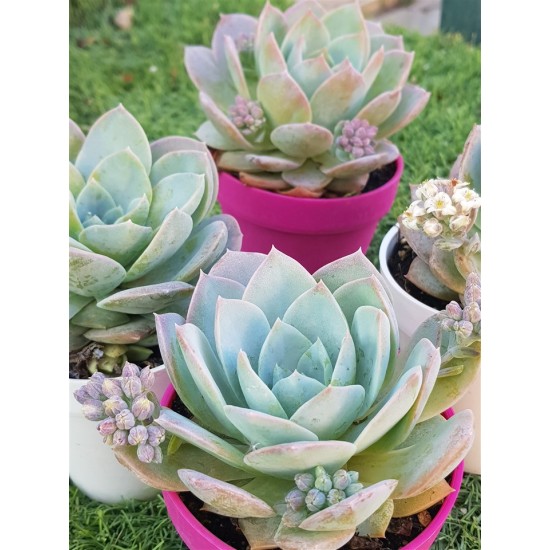 Sedum suaveolens ( special edition ) 10
