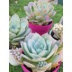 Sedum suaveolens ( special edition ) 10
