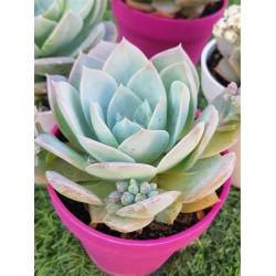 Sedum suaveolens ( special edition ) 10