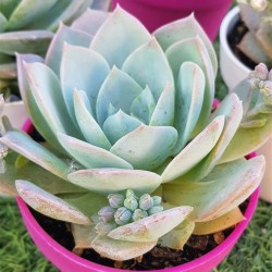 Sedum suaveolens ( special edition ) 10