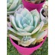 Sedum suaveolens ( special edition ) 10