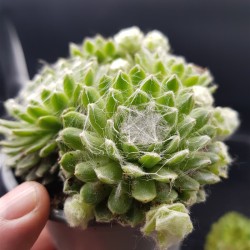 SEMPERVIVUM ARACHNOIDEUM ΓΛ. 8,5