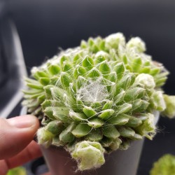 SEMPERVIVUM ARACHNOIDEUM ΓΛ. 8,5