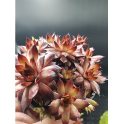 SEMPERVIVUM AUTUMN  APPLE γλ. 8,5