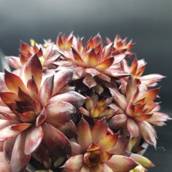 SEMPERVIVUM AUTUMN  APPLE γλ. 8,5