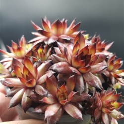 SEMPERVIVUM AUTUMN  APPLE γλ. 8,5