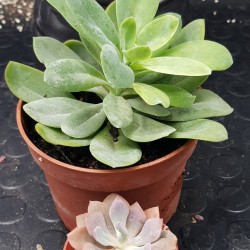 Kleinia galpinii (Senecio galpinii) 8,5