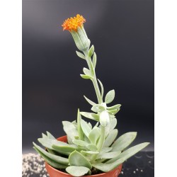 Kleinia galpinii (Senecio galpinii) 8,5