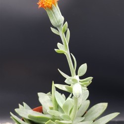 Kleinia galpinii (Senecio galpinii) 8,5