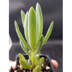 Senecio mandraliscae - Blue Chalksticks γλ.5,5