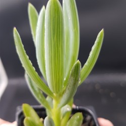 Senecio mandraliscae - Blue Chalksticks γλ.5,5