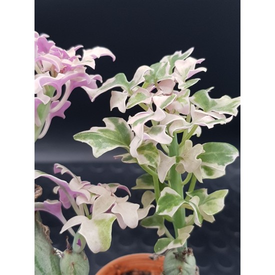 Senecio Articulatus variegated " Candle Plant " 8,5