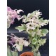 Senecio Articulatus variegated " Candle Plant " 8,5