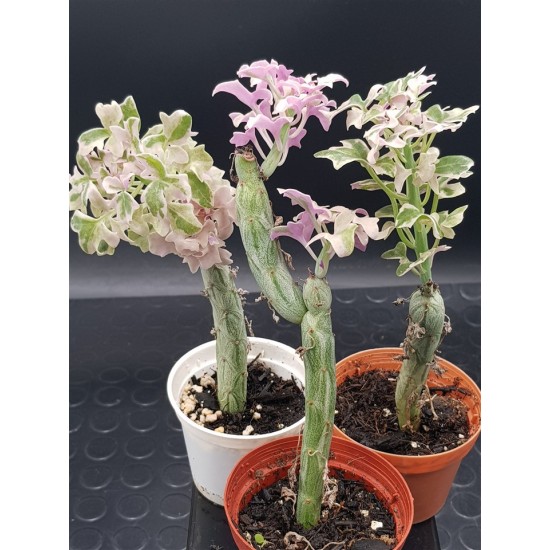 Senecio Articulatus variegated " Candle Plant " 8,5