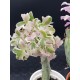 Senecio Articulatus variegated " Candle Plant " 8,5