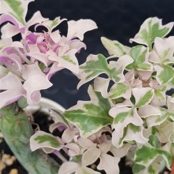 Senecio Articulatus variegated " Candle Plant " 8,5