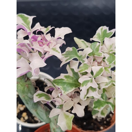 Senecio Articulatus variegated " Candle Plant " 8,5