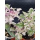 Senecio Articulatus variegated " Candle Plant " 8,5