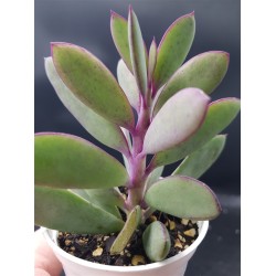 Senecio crassisimus  γλ.  8,5