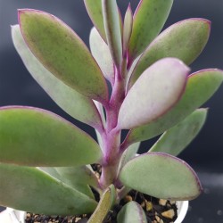 Senecio crassisimus  γλ.  8,5