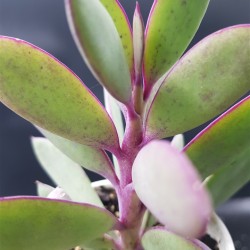 Senecio crassisimus  γλ.  8,5