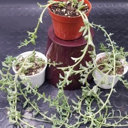 Senecio " peregrinus string of dolphins " 8,5