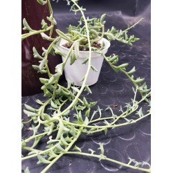 Senecio " peregrinus string of dolphins " 8,5