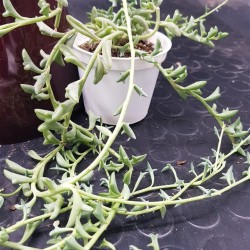Senecio " peregrinus string of dolphins " 8,5
