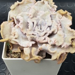 Echeveria crispate beauty  ( τετράγωνη γλάστρα ) (unique - μοναδικό φυτό)