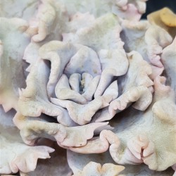 Echeveria crispate beauty  ( τετράγωνη γλάστρα ) (unique - μοναδικό φυτό)