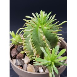 Euphorbia Pulvinata 10