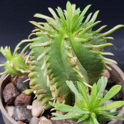 Euphorbia Pulvinata 10