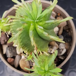 Euphorbia Pulvinata 10