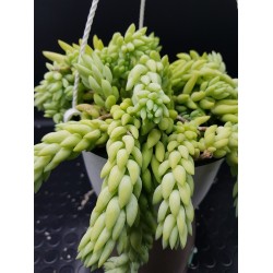 Sedum morganianum  (Burro tail /Donkey΄s Tail ) - Unique