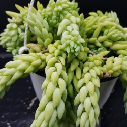 Sedum morganianum  (Burro tail /Donkey΄s Tail ) - Unique