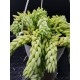 Sedum morganianum  (Burro tail /Donkey΄s Tail ) - Unique