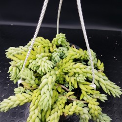 Sedum morganianum  (Burro tail /Donkey΄s Tail ) - Unique