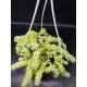 Sedum morganianum  (Burro tail /Donkey΄s Tail ) - Unique