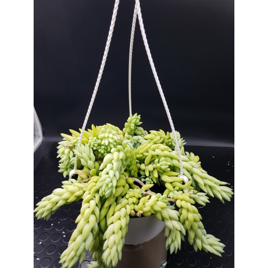 Sedum morganianum  (Burro tail /Donkey΄s Tail ) - Unique
