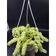 Sedum morganianum  (Burro tail /Donkey΄s Tail ) - Unique