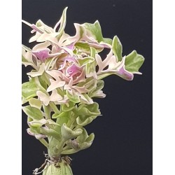 Senecio Articulatus variegated " Candle Plant " 8,5